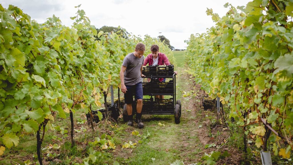 Vineyard rows in the English countryside representing online wine career courses from Plumpton College