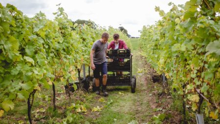 Vineyard rows in the English countryside representing online wine career courses from Plumpton College