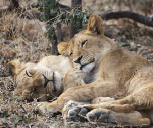 Guided walking safari in Zimbabwe with travellers following a wildlife trail through open bushland