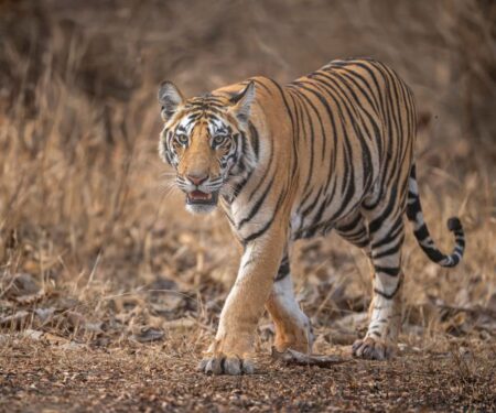 India’s Quieter Wildlife Safaris Beyond Ranthambore Leopard habitat in the granite hills of Jawai Rajasthan
