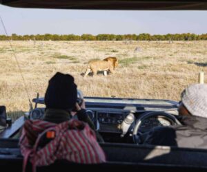 Private safari guide and guests observing wildlife from a safari vehicle